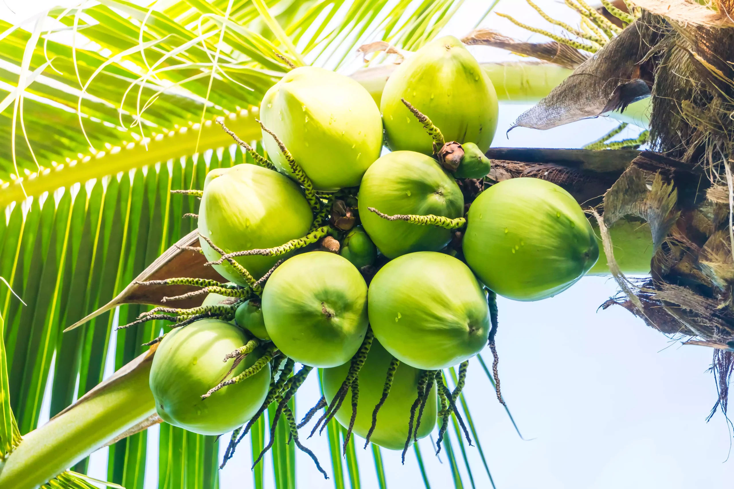 Fresh Young Coconut - Image 3